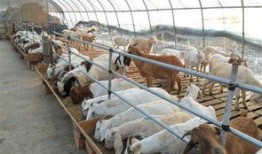 闽南人爆料鸡鸭舍视频大全,揭秘农村养殖现状